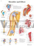 Shoulder and Elbow - Anatomical Chart